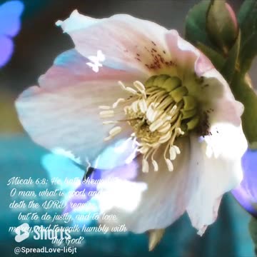 Micah 6:8 #short #scripture #bible #verse #verseoftheday #inspiration #shorts