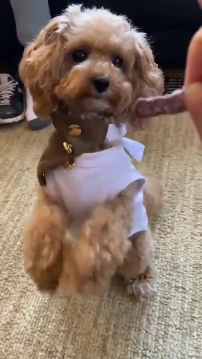 Cute and Funny dog Videos Compilation_ (new dog video)