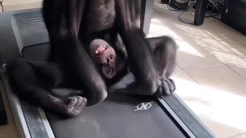 Monkey excercise