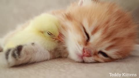 Kitten sleeps sweetly with the Chicken 🐥