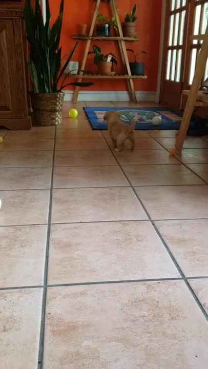 Cissye and ping pong balls 9.14.21