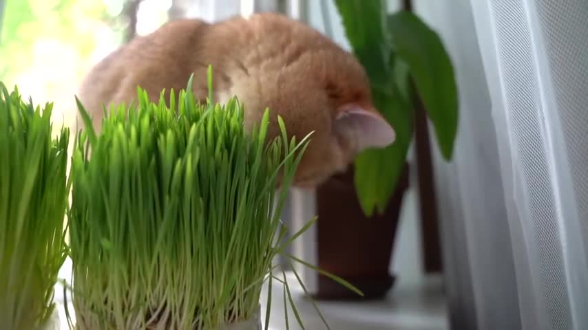 Do you like to eat grass