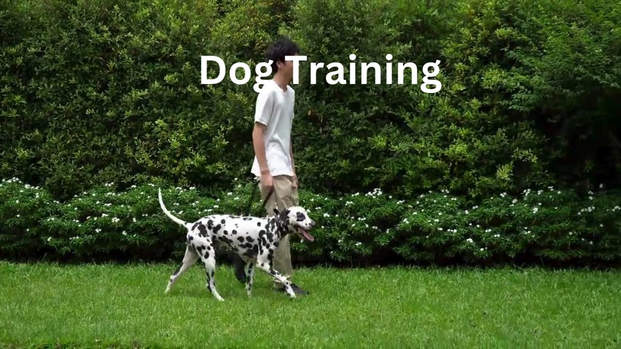 Dog training