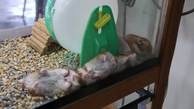 How to breed hamster easily