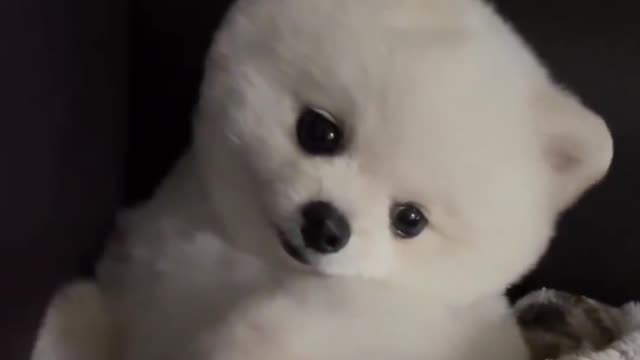 Watch my ears swat mosquitoes