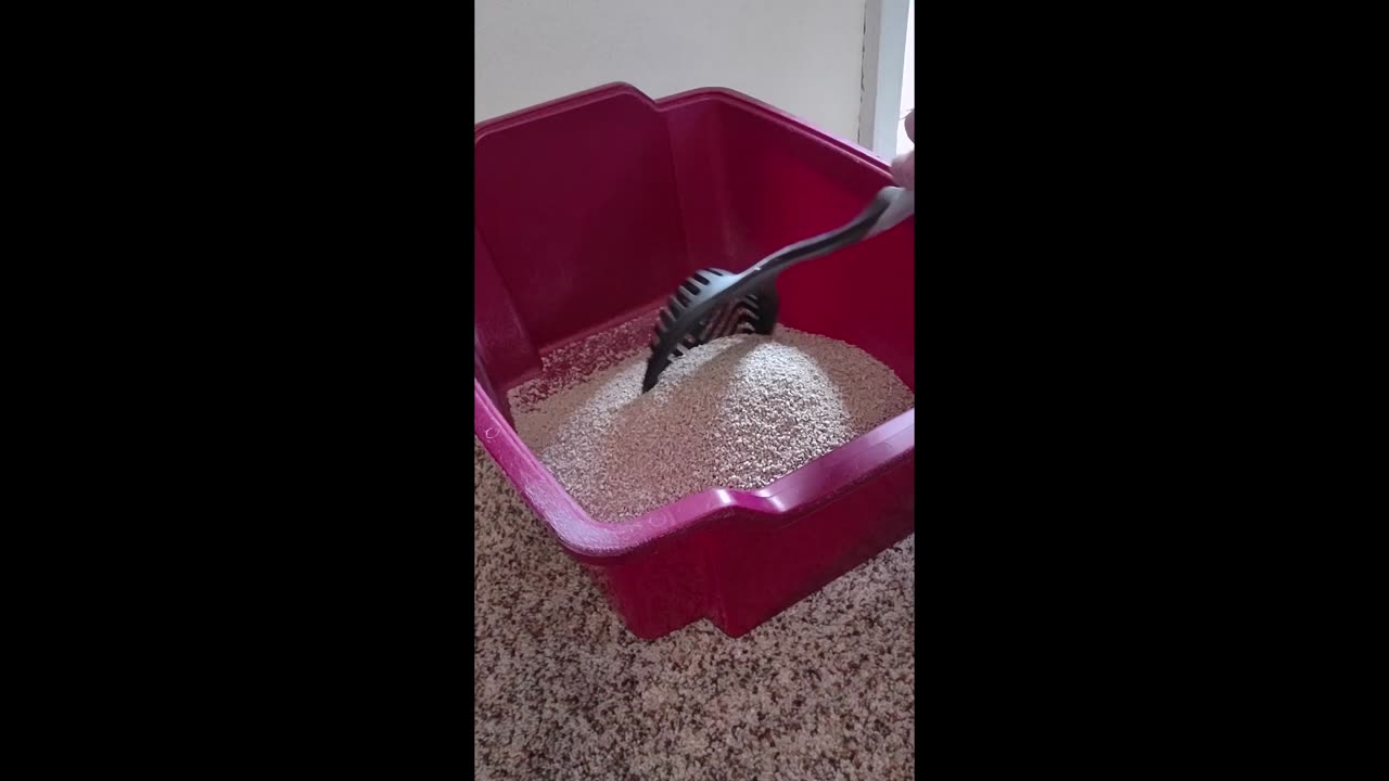 How to avoid a CATastrophe kitty litter review Swheat Scoop