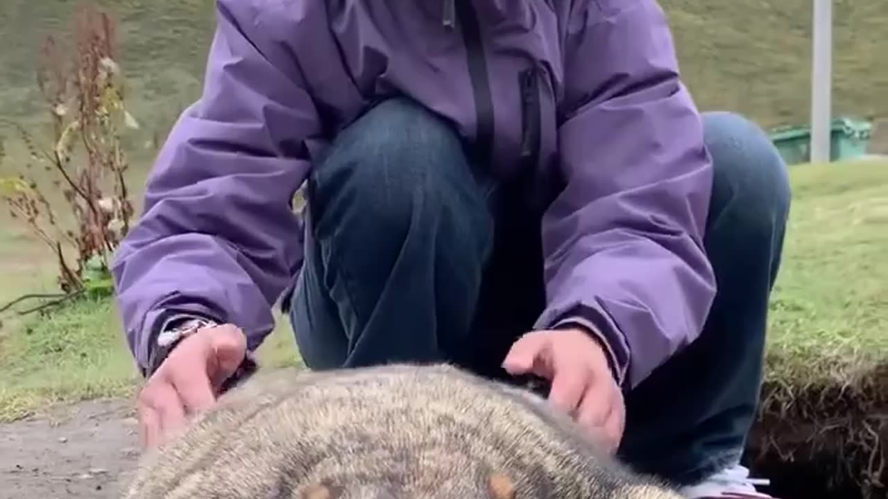 The jiggly wigglys