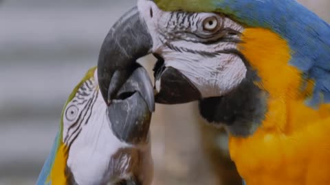 Lover parrot