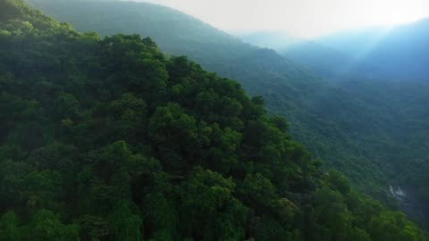 Amazon rain forest