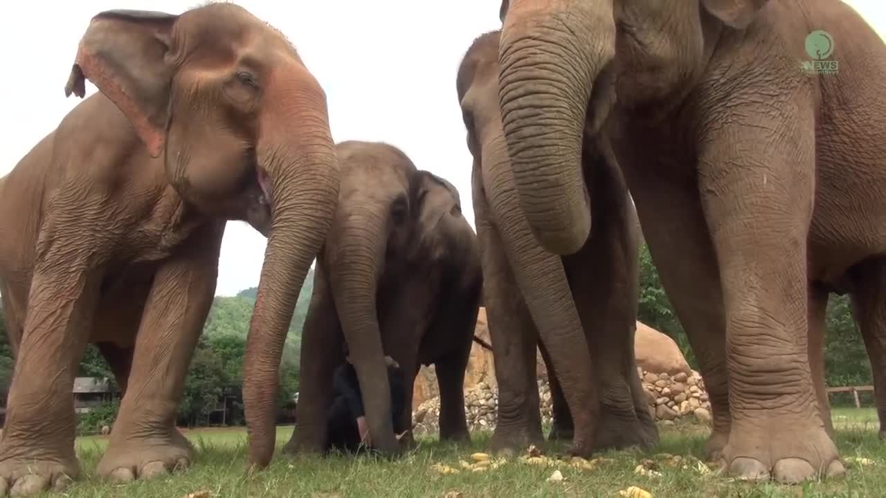 Listen To The Sounds Of Elephants While They Eat - ElephantNews