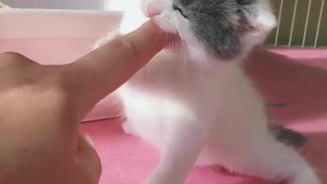 OMG So Cute Cats ♥ Best Funny Cat ❤️🐈Videos 2021 #shorts