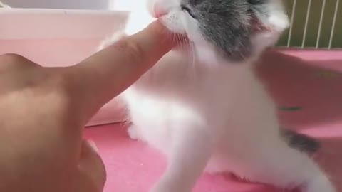 OMG So Cute Cats ♥ Best Funny Cat ❤️🐈Videos 2021 #shorts