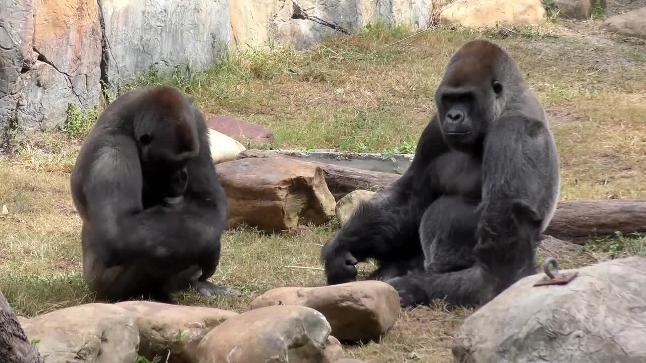 Gorilla Fight Club 2 FYV-10