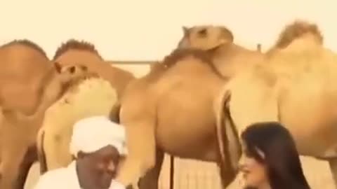 funny camel