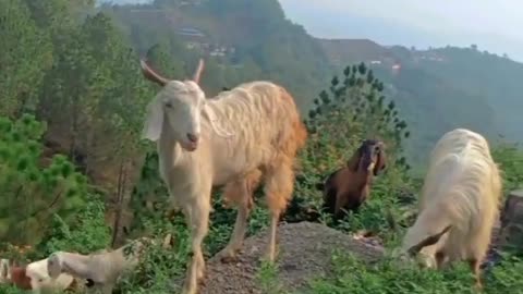 Goat in Mountains: Exploring the Wonders of Nature❤️❤️