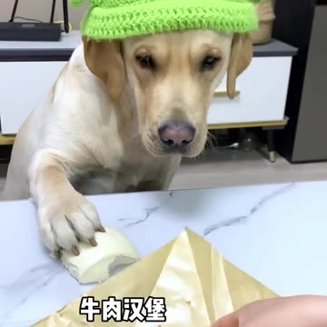 Mmmm 🤔🤔 🐶🐶🐕🐕