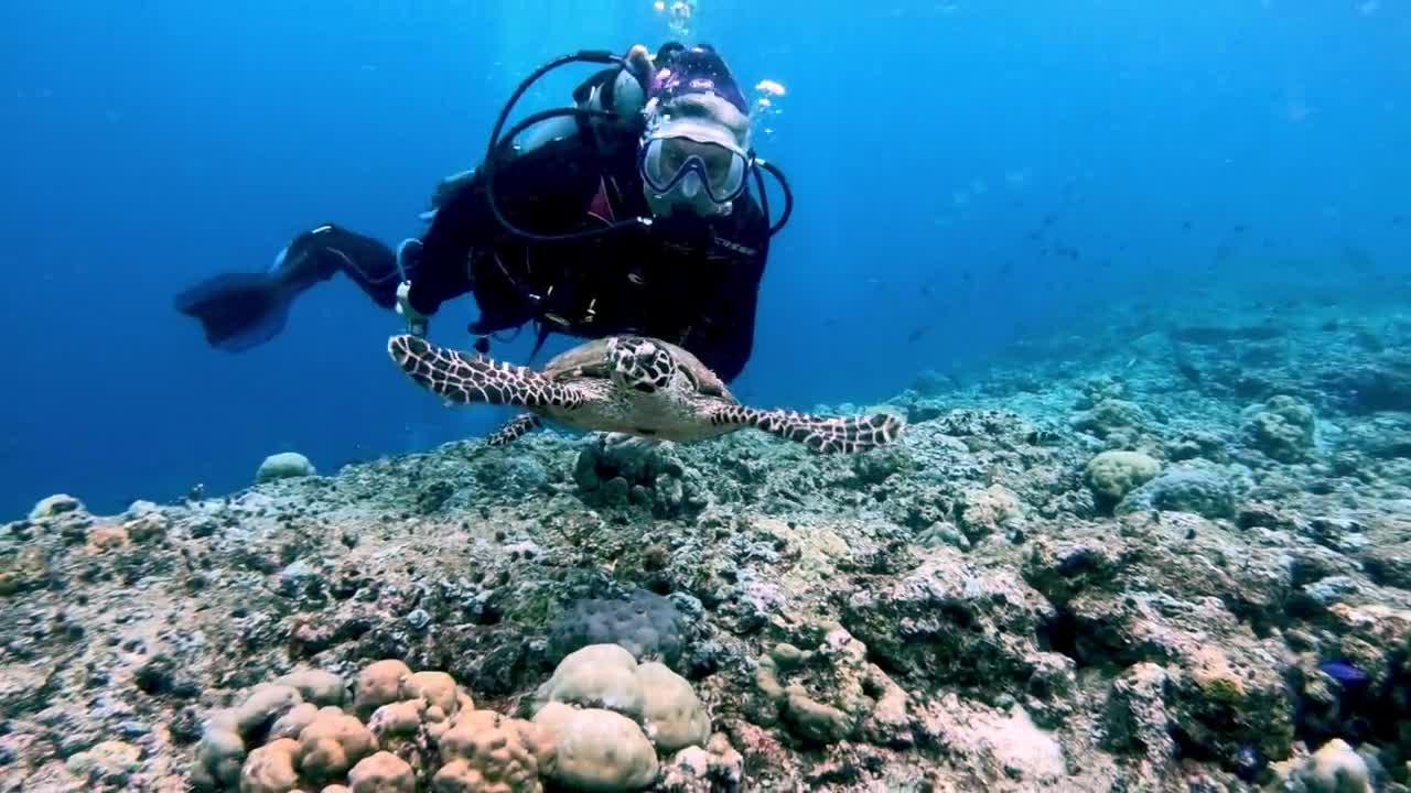 Tartaruga marinha ameaçada nada calmamente com mergulhador