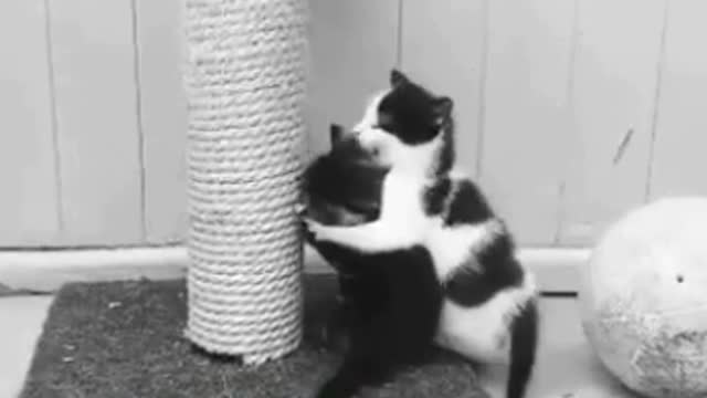 if your cat is John Cena!!! #2 😂 Funny Animals Videos 😂 2021 (watch till the end)