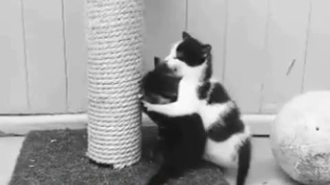 if your cat is John Cena!!! #2 😂 Funny Animals Videos 😂 2021 (watch till the end)