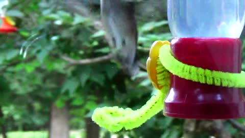 Hummingbird