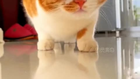 Beautiful and funny cat dance