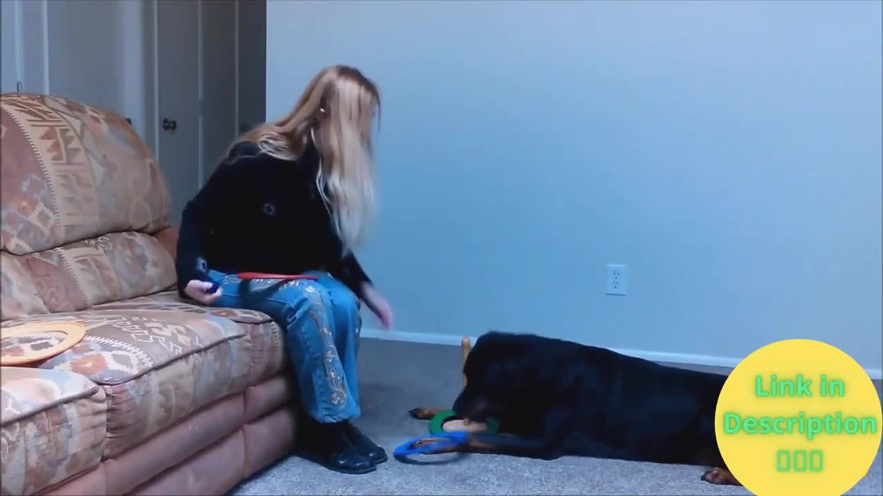 Basic Dog Training Video