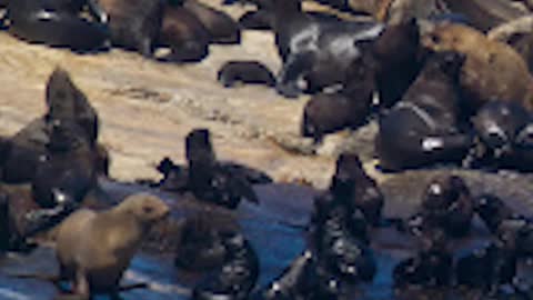 Islands that are ruled by animals 💫🔥