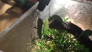 Little chameleon drinking water