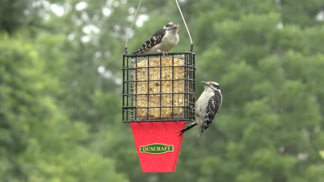 Teknik Memberi Makan Burung Modern