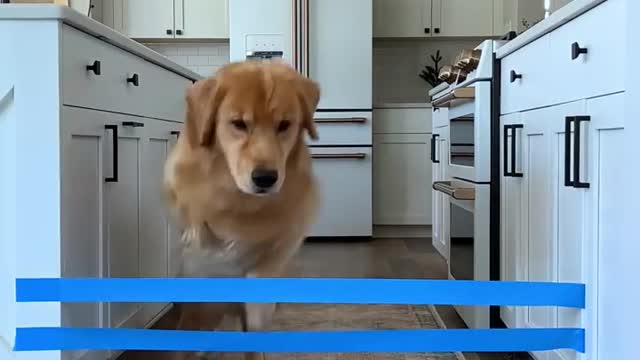 My Dogs React to the Painter's Tape Challenge
