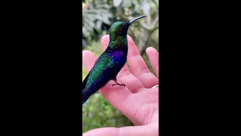 Smart Thirsty bird