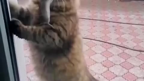 Very cute cat funny video