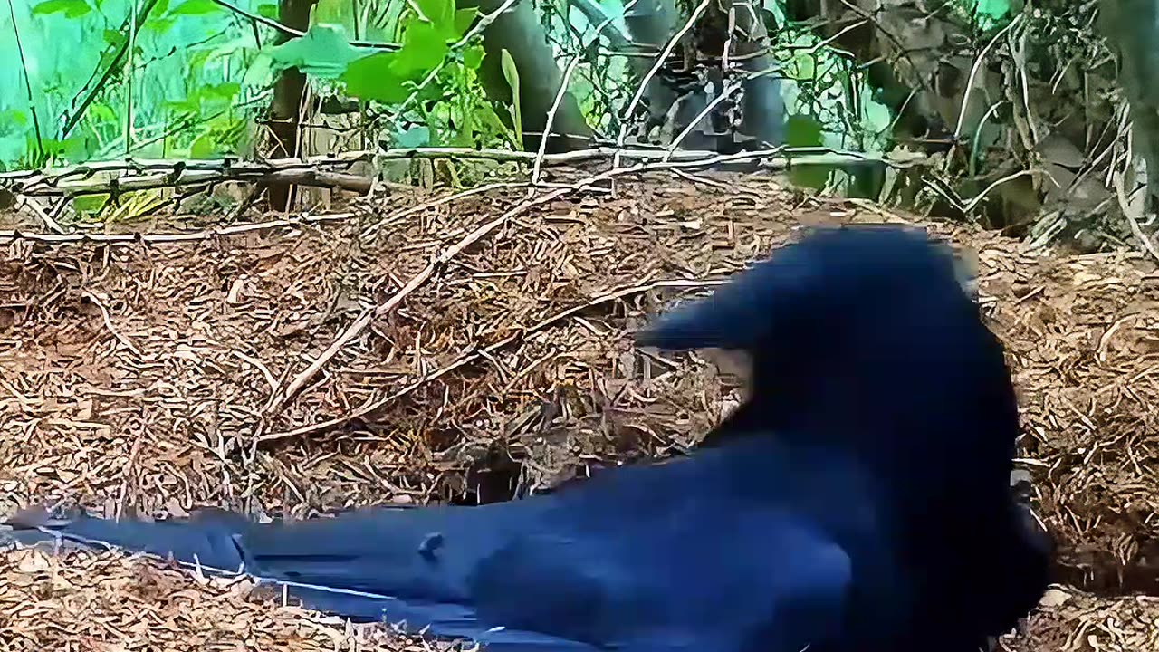 Why Do Crows Eat Ant Bites