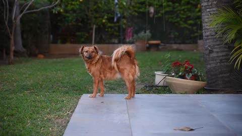 Cute dog standing outside Furry Dog