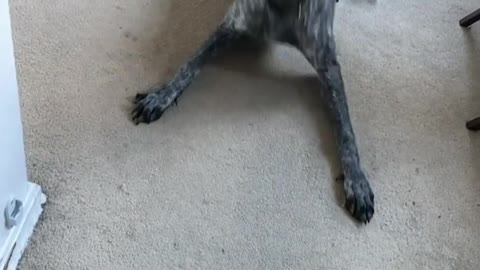 The Alarm Clock