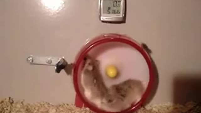 Hamsters in the wheel