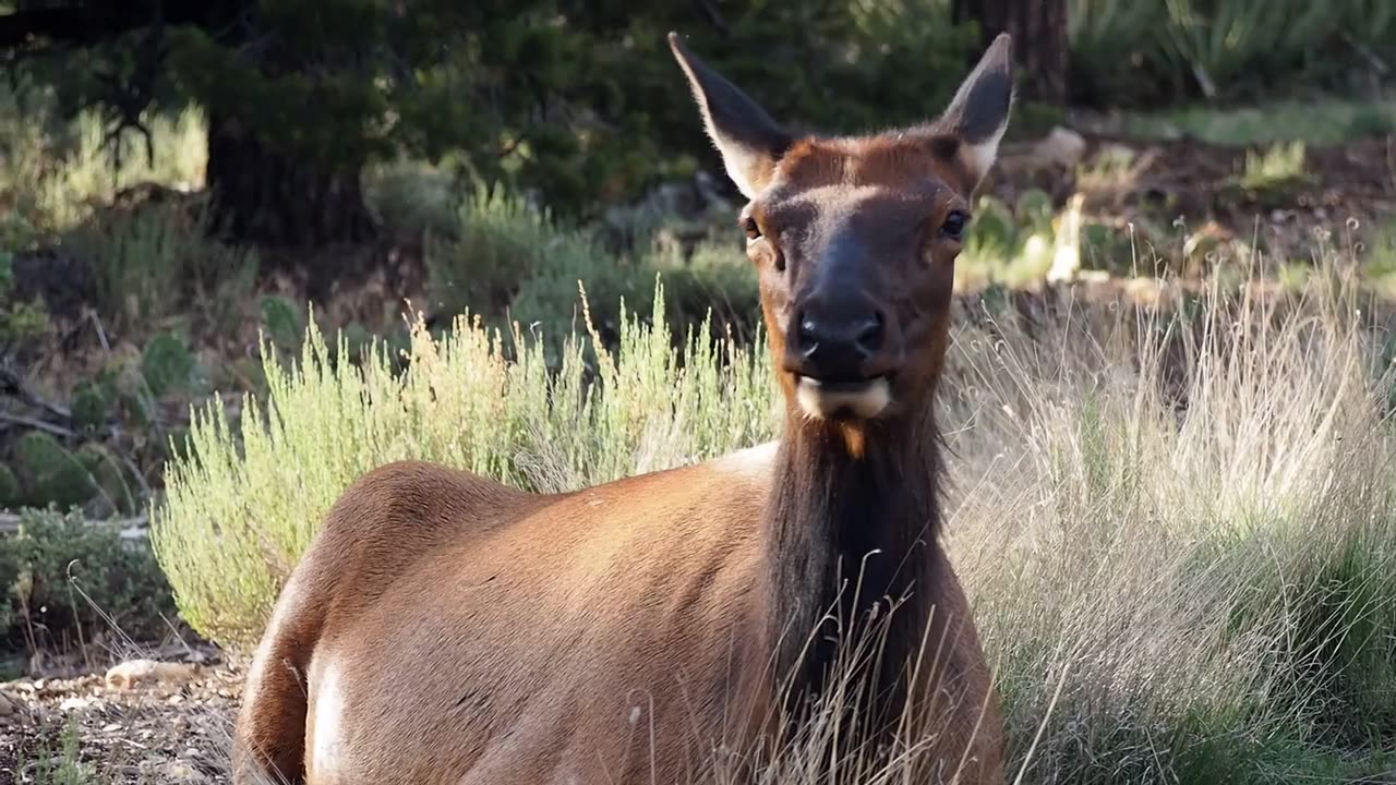 little moose