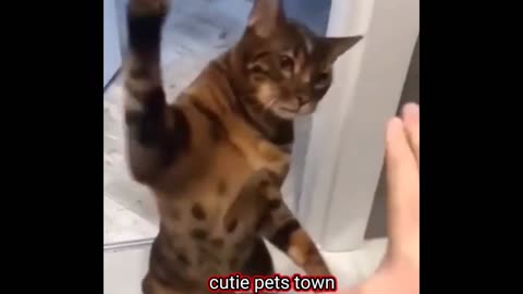 The most funny cat videos ever