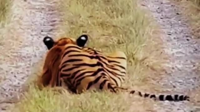 Is this the legendary enemy will not move I will not move the Year of the Tiger Tiger