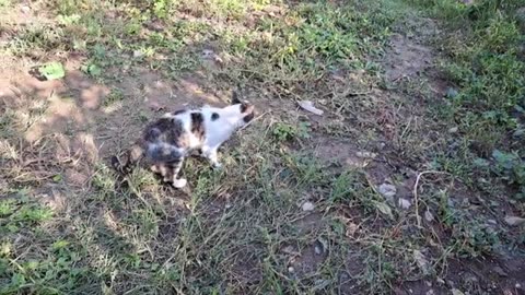 A cute cat walks in the yard. This cat is very beautiful.