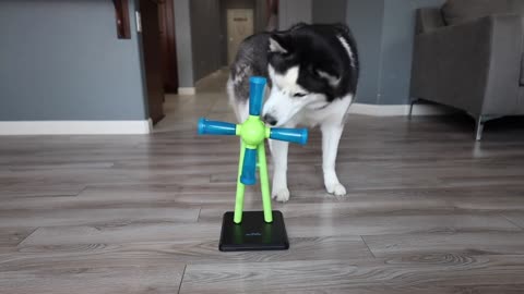 My Husky Responds To Mean Comments