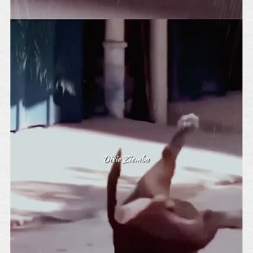 When you try to get up gracefully but end up looking like this 🐶😂