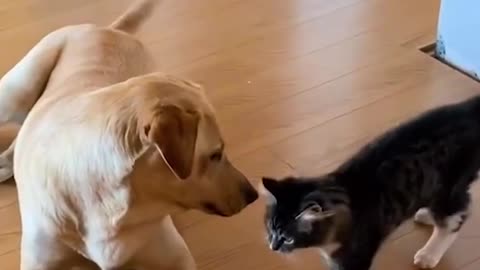 Adorable Kitten and Dog wrestle.