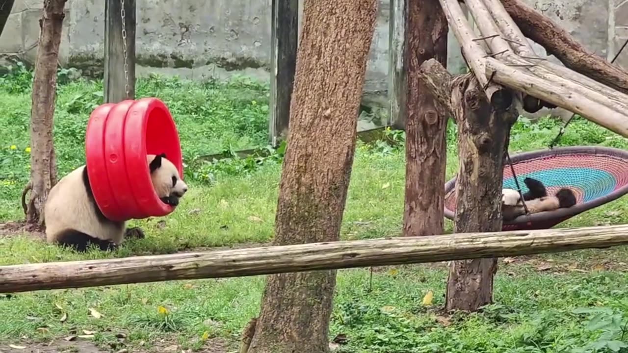 giant panda