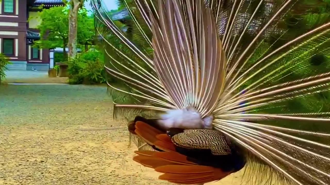 it's very incredible bird peacock 🦚 Look how to dance with big wings,