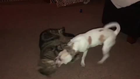 Cat vs dog love fight