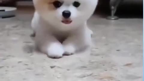 Funny and cute dog!!!