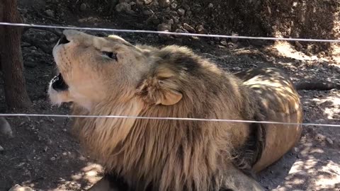 The lion is angry when the lion is roaring