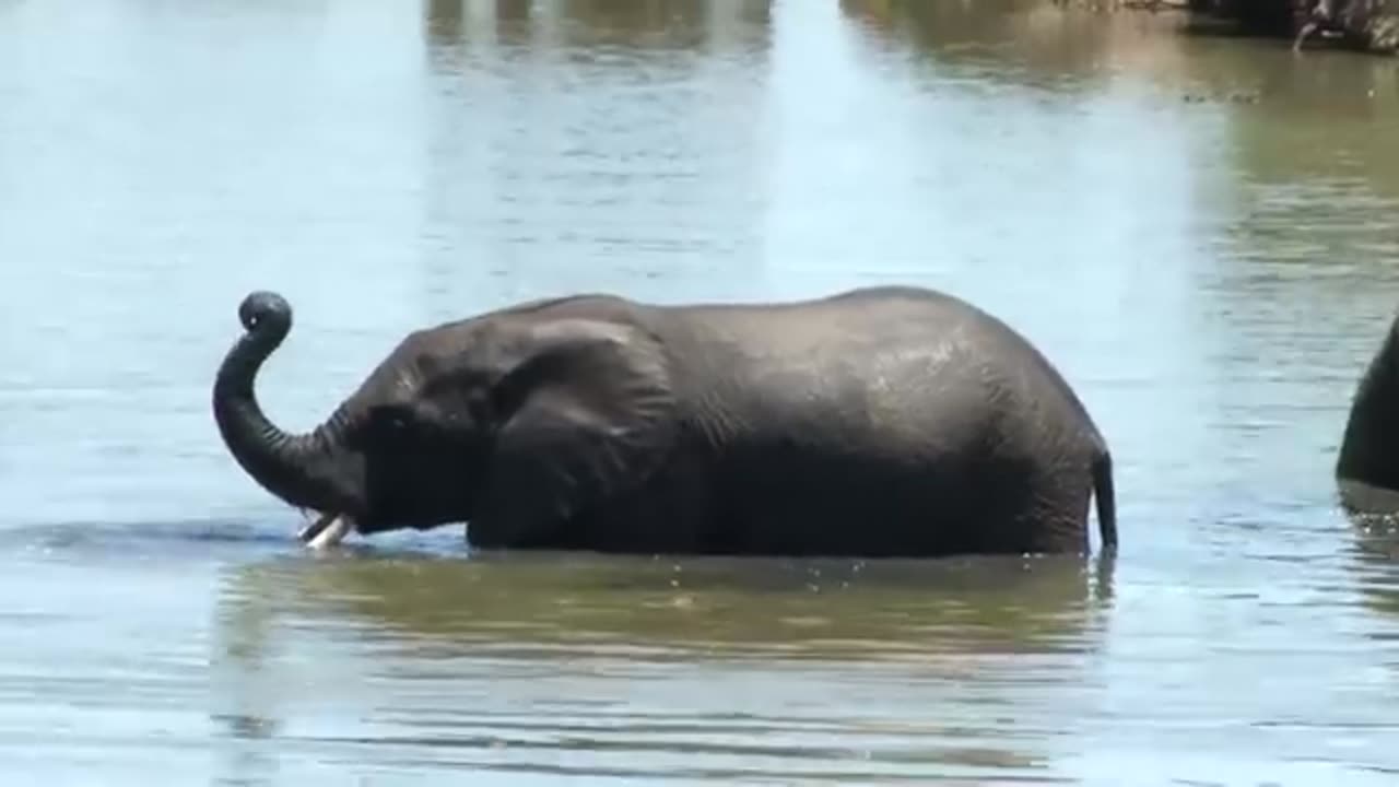 Elephant on national park