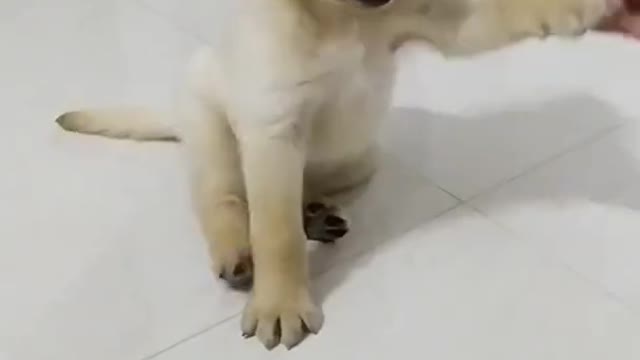 Shake hand puppy training | How to train dog | Labrador Retriever